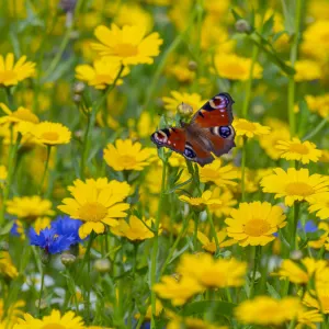 Peacock butterflies (Inachis io) feeding on corn marigolds (Glebionis segetum)