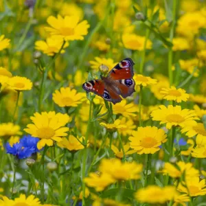 Pfeilblumenfalter (Inachis io), die sich von Kornröschen (Glebionis segetum) ernähren Pfeilblumenfalter (Inachis io), die sich von Kornröschen (Glebionis segetum) ernähren