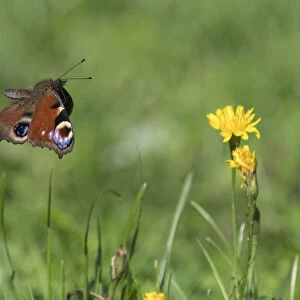 Peacock butterfly (Aglais io) flying over flowers. Finland. August