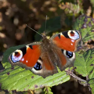 Peacock butterfly (Inachis io), Sark, Channel Islands, Sept 2011