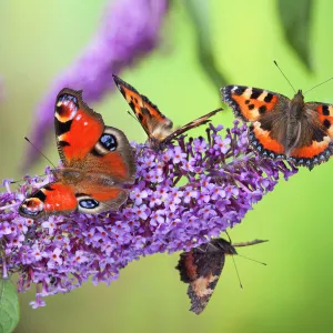 Framed and Canvas Prints plus a lot more: UK Wildlife September