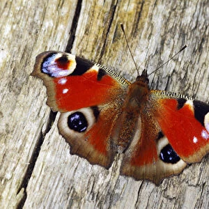 Peacock butterfly (Inachis io) basking on fallen tree, Southwest London, England, UK, April