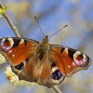 Peacock butterfly (Inachis io) feeding on Goat Willow catkins (Salix caprea), an