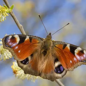 Peacock Butterfly Feeding on Goat Willow Catkins Print Peacock Butterfly Feeding on Goat Willow Catkins Print