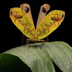Le phasme à ailes de paon (Pterochroza ocellata) sur une feuille en posture défensive, parc national Yasuni, bassin amazonien, Équateur. Le phasme à ailes de paon (Pterochroza ocellata) sur une feuille en posture défensive, parc national Yasuni, bassin amazonien, Équateur.