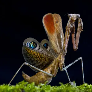 Peacock mantis (Pseudempusa pinnapavonis) in defensive posture; captive occurs in Burma