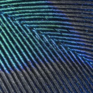Peacock (Pavo cristatus feather close up showing iridescence at 10x magnification Peacock (Pavo cristatus feather close up showing iridescence at 10x magnification