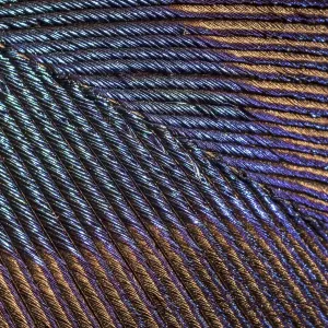 Peacock Feather Print (Blue) at 10x Magnification Peacock Feather Print (Blue) at 10x Magnification