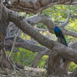 Peacock Print: Ranthambhore Banyan Scene Peacock Print: Ranthambhore Banyan Scene