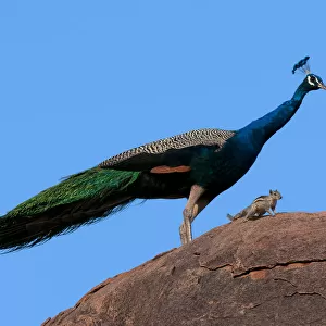 Peacock (Pavo cristatus) on rock with Palm Squirrel (Funambulus sp) India