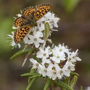 Pearl-bordered fritillary (Boloria euphrosyne) feeding from Wild Rosemary (Rhododendron tomentosum) Pearl-bordered fritillary (Boloria euphrosyne) feeding from Wild Rosemary (Rhododendron tomentosum)