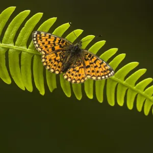 Pearl-bordered fritillary (Boloria selene) sunning on a fern frond, Glenn Afric, Scotland, July