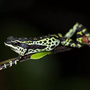 Pebas stubfoot toad / Harlequin toad (Atelopus spumarius) stretching on branch, Yasuni