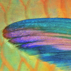 Detail of the pectoral fin of Roundhead parrotfish (Scarus viridifucatus) coast of Dhofar