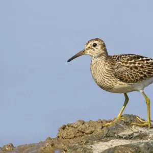 Pectoral sandpiper (Calidris melanotos) juvenile feeding around edge of shallow flood