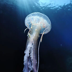 Pelagia stinger / Common jellyfish (Pelagia noctiluca) Malta, Mediteranean, May 2009