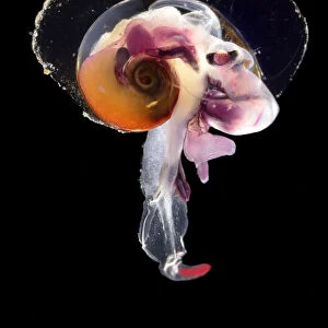 Pelagic mollusc (Oxygyrus keraudreni), captive deep sea species from Atlantic Ocean
