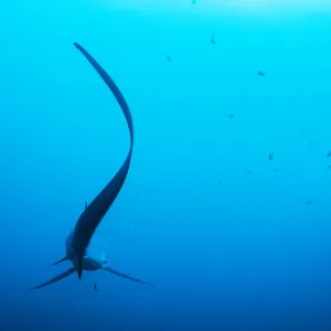 Pelagic thresher shark (Alopias pelagicus) cleaned by a Bluestreak cleaner wrasse