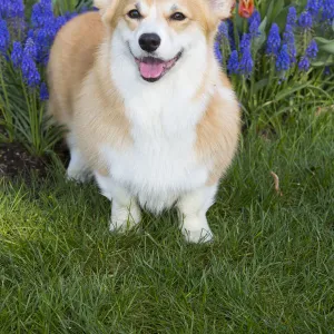 Pembrokeshire welsh corgi with spring flowers, Litchfield, Connecticut, USA, Non-ex