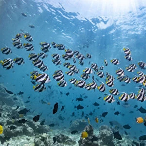 Pennant coralfish (Heniochus acuminatus), shoal, Maldives