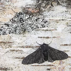 Peppered moth (Biston betularia) showing a comparison of the melanistic form f