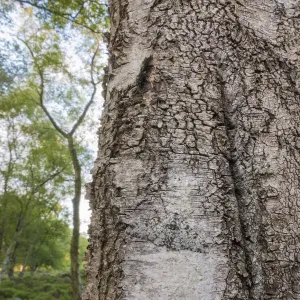 Peppered moth (Biston betularia), camouflaged on lichen-encrusted Birch (Betula sp Peppered moth (Biston betularia), camouflaged on lichen-encrusted Birch (Betula sp