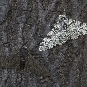 Print of a Peppered moth (Biston betularia) comparison Print of a Peppered moth (Biston betularia) comparison