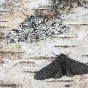 Peppered moth (Biston betularia) showing a comparison of the melanistic form f Peppered moth (Biston betularia) showing a comparison of the melanistic form f