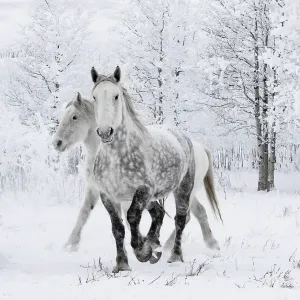 Caballos Percherón, dos incluyendo uno gris moteado caminando por la nieve, árboles congelados en el fondo. Alberta, Canadá. Febrero. Caballos Percherón, dos incluyendo uno gris moteado caminando por la nieve, árboles congelados en el fondo. Alberta, Canadá. Febrero.