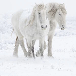 Percheron horses, two walking through snow. Alberta, Canada. February