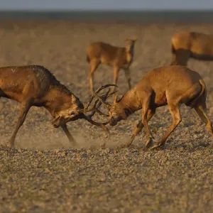 Pere Davids deer / Milu (Elaphurus davidianus), two stags testing their strength