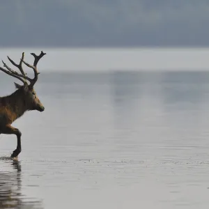 Pere Davids deer / Milu (Elaphurus davidianus) stag wading through the water