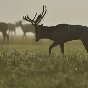 Pere Davids deer / Milu (Elaphurus davidianus) male walking in the morning, Hubei