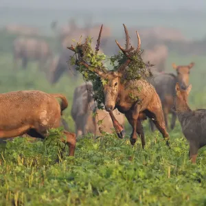 Pere Davids deer / Milu (Elaphurus davidianus) during the rutting season, stag