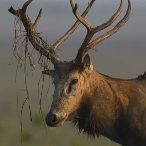 Pere Davids deer / Milu (Elaphurus davidianus) stag, walking in the morning