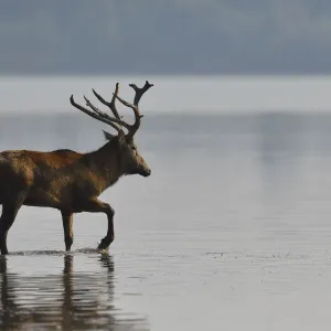 Pere Davids deer / Milu (Elaphurus davidianus) stag wading through the water