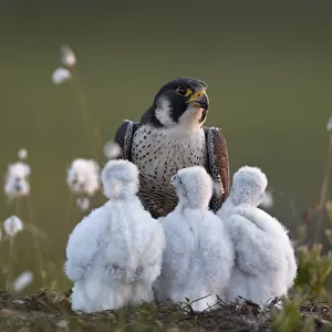 Peregrine falcon (Falco peregrinus) adult feeding chicks in nest, Vaala, Finland, June