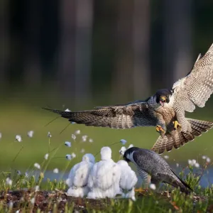 Peregrine falcon (Falco peregrinus) adult landing at nest with chicks, Vaala, Finland