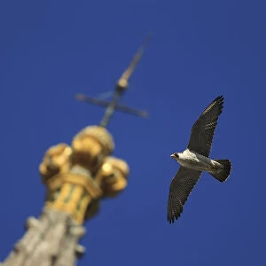 Peregrine falcon (Falco peregrinus) flying past spire, Norwich Cathedral, Norfolk