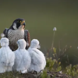 Peregrine falcon (Falco peregrinus) adult feeding chicks in nest, Vaala, Finland, June Peregrine falcon (Falco peregrinus) adult feeding chicks in nest, Vaala, Finland, June