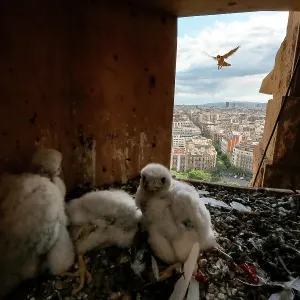 Halconcito peregrino (Falco peregrinus) hembra, volando hacia la caja de nidificación con tres crías, de 18 días de edad, dentro, Basílica Sagrada Familia, Cataluña, España. Mayo. Halconcito peregrino (Falco peregrinus) hembra, volando hacia la caja de nidificación con tres crías, de 18 días de edad, dentro, Basílica Sagrada Familia, Cataluña, España. Mayo.