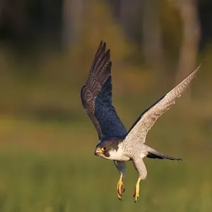 Peregrine falcon (Falco peregrinus) in flight, Vaala, Finland, June Peregrine falcon (Falco peregrinus) in flight, Vaala, Finland, June