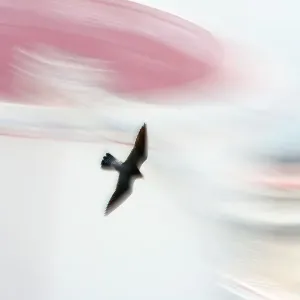Peregrine falcon (Falco peregrinus) in flight, Port of Barcelona, Catalonia, Spain. April Peregrine falcon (Falco peregrinus) in flight, Port of Barcelona, Catalonia, Spain. April