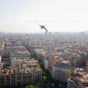 Peregrine falcon (Falco peregrinus) in flight over city, Barcelona, Spain. April Peregrine falcon (Falco peregrinus) in flight over city, Barcelona, Spain. April
