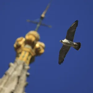 Peregrine falcon (Falco peregrinus) flying past spire, Norwich Cathedral, Norfolk Peregrine falcon (Falco peregrinus) flying past spire, Norwich Cathedral, Norfolk