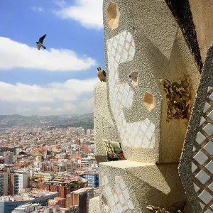 Peregrine falcon (Falco peregrinus) male, in flight with female perched on mosaic towers at the Sagrada Familia Basilica, Barcelona, Catalonia, Spain. May Peregrine falcon (Falco peregrinus) male, in flight with female perched on mosaic towers at the Sagrada Familia Basilica, Barcelona, Catalonia, Spain. May