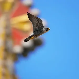 Peregrine falcon (Falco peregrinus) male, in flight, with mosaic tower of Sagrada Familia Basilica in background, Barcelona, Spain. April Peregrine falcon (Falco peregrinus) male, in flight, with mosaic tower of Sagrada Familia Basilica in background, Barcelona, Spain. April