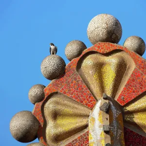 Halcón peregrino (Falco peregrinus) posado en la cima de la torre mosaic, Basílica de la Sagrada Familia, Barcelona, España. Abril. Halcón peregrino (Falco peregrinus) posado en la cima de la torre mosaic, Basílica de la Sagrada Familia, Barcelona, España. Abril.