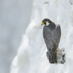 Peregrine Falcon (Falco peregrinus) on the White Cliffs of Dover, Kent, UK. May 2012 Peregrine Falcon (Falco peregrinus) on the White Cliffs of Dover, Kent, UK. May 2012