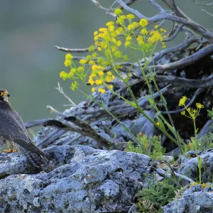 Peregrine falcon male (Falco peregrinus) Andalusia, Spain, May